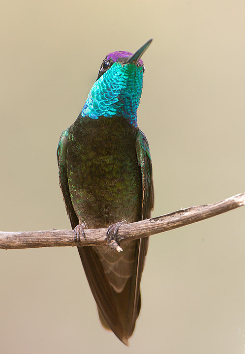 magnificent hummingbird