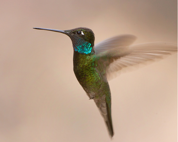 magnificent hummingbird