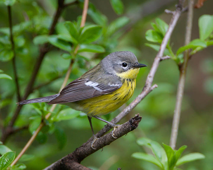 Magnolia Warbler