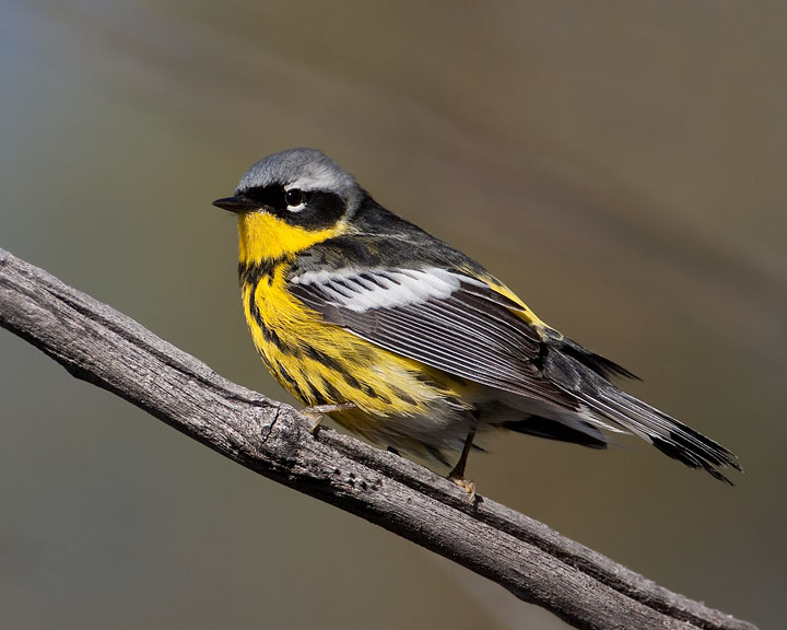 magnolia warbler