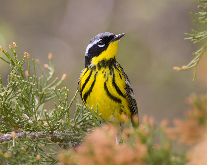 Magnolia Warbler