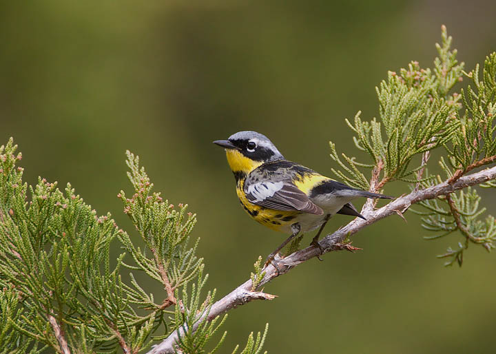 Magnolia Warbler