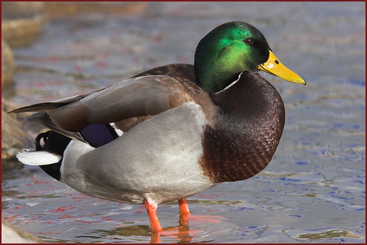 mallard