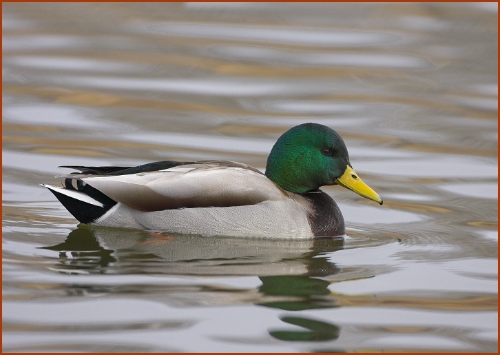 mallard