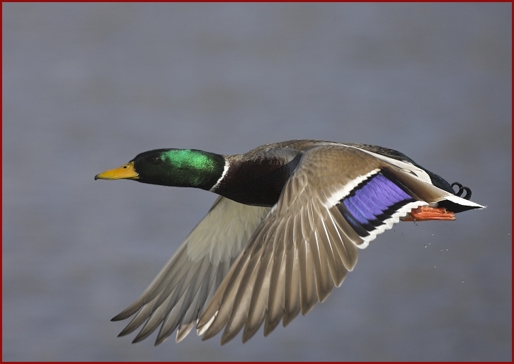 mallard