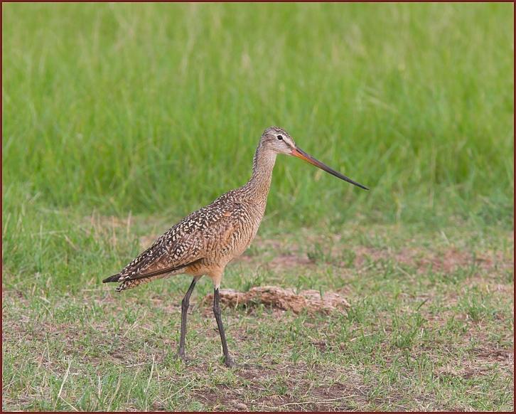 marbled godwit