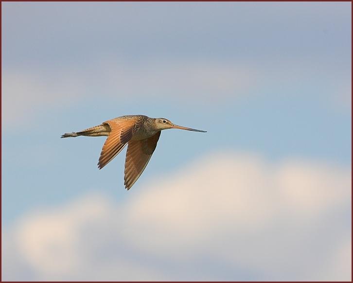 marbled godwit