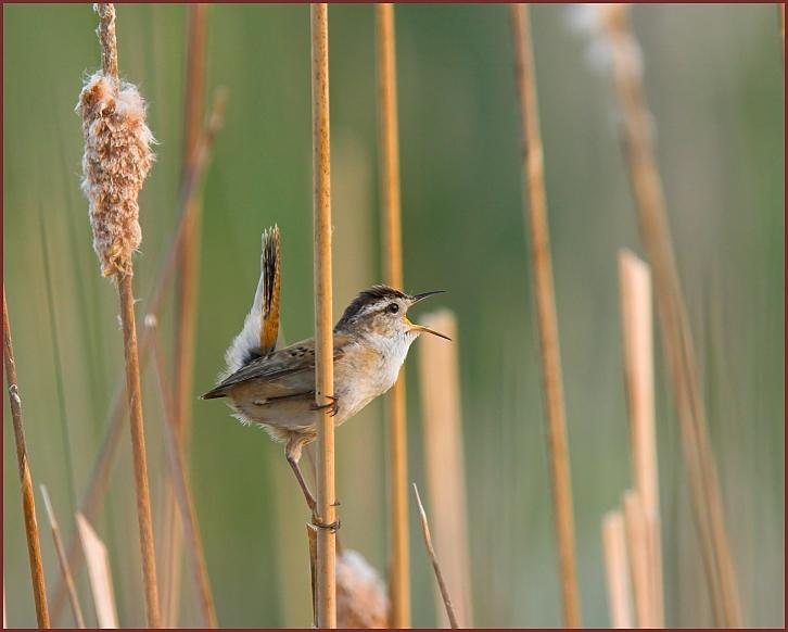 marsh wren