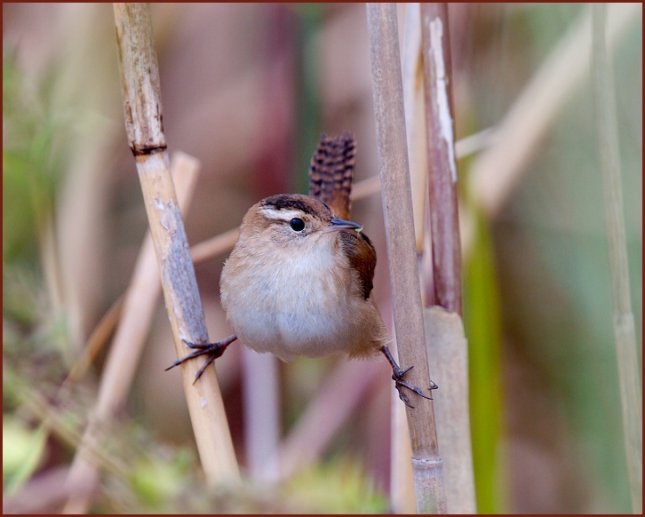 marsh wren