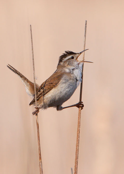 marsh wren