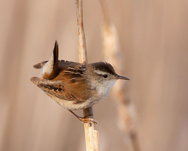 marsh wren