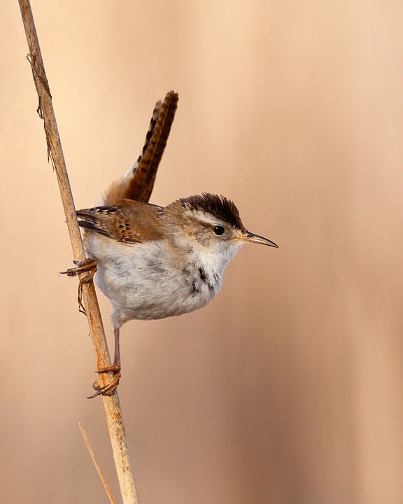 marsh wren