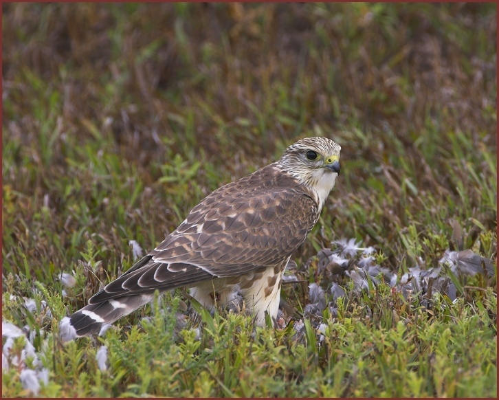 merlin