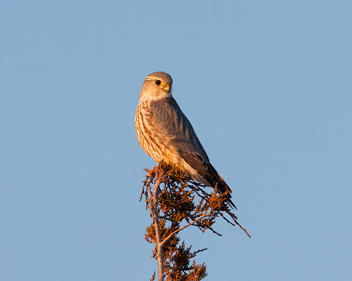 Merlin