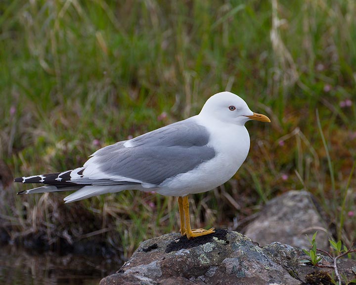 mew gull