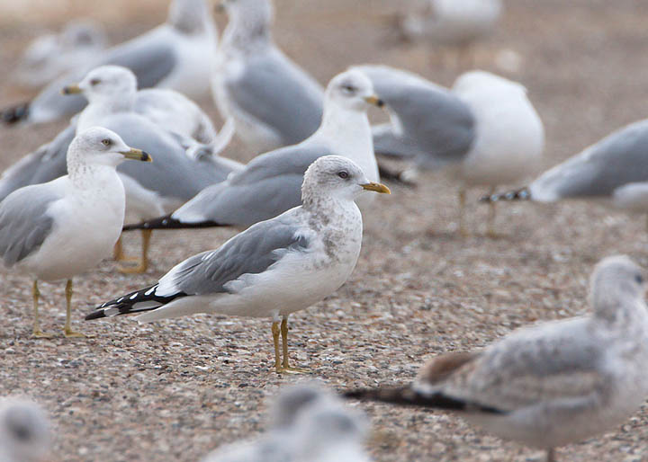 mew gull