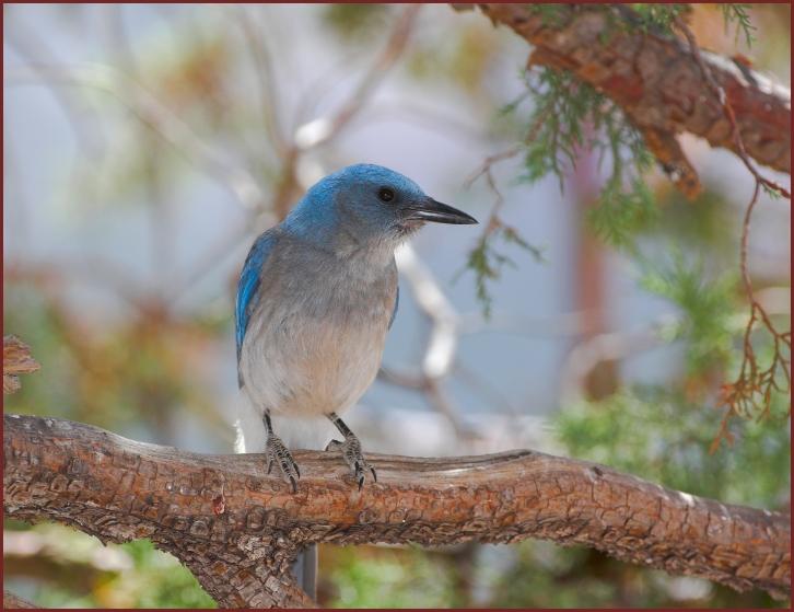 Mexican Jay