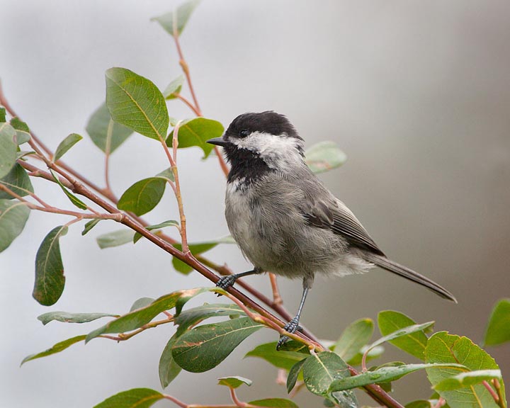 mexican chickadee