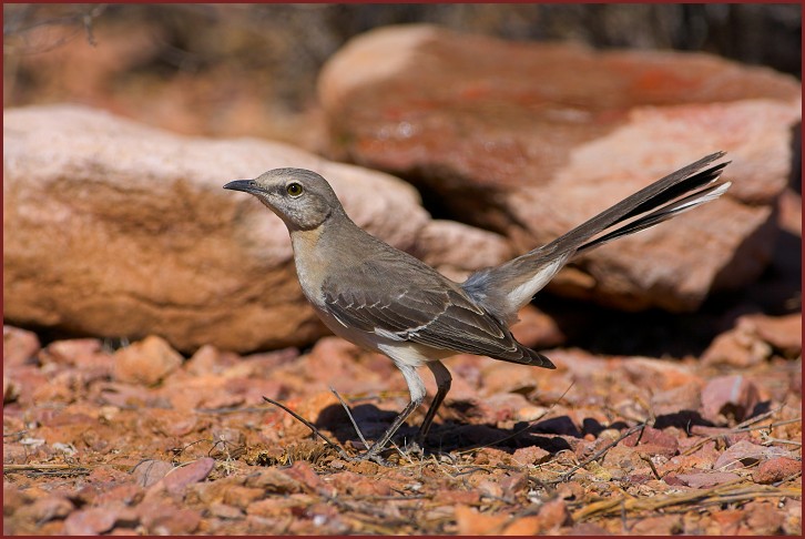 northern mockingbird