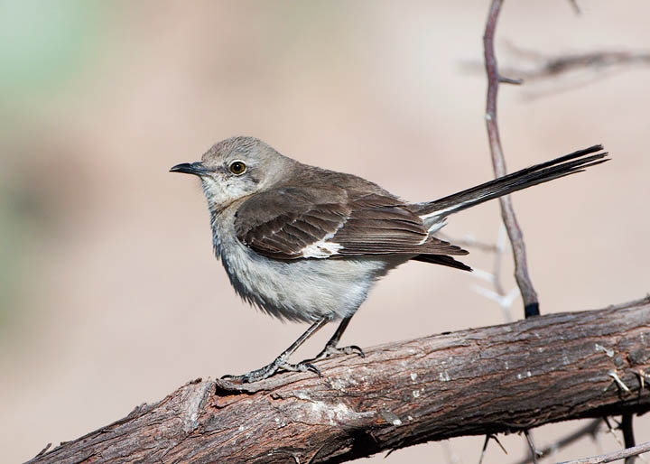 Northern Mockingbird