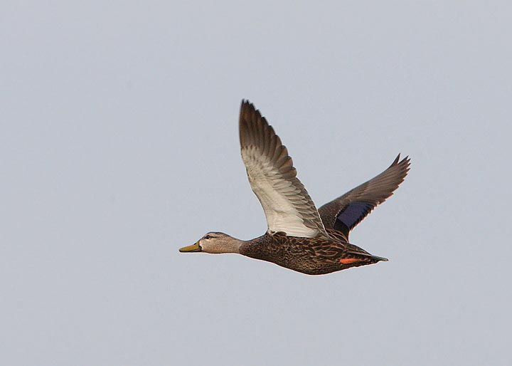 Mottled Duck