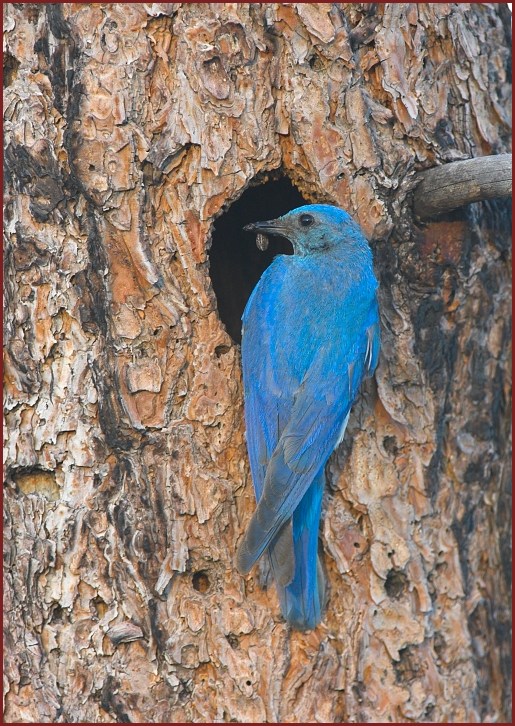 Mountain Bluebird