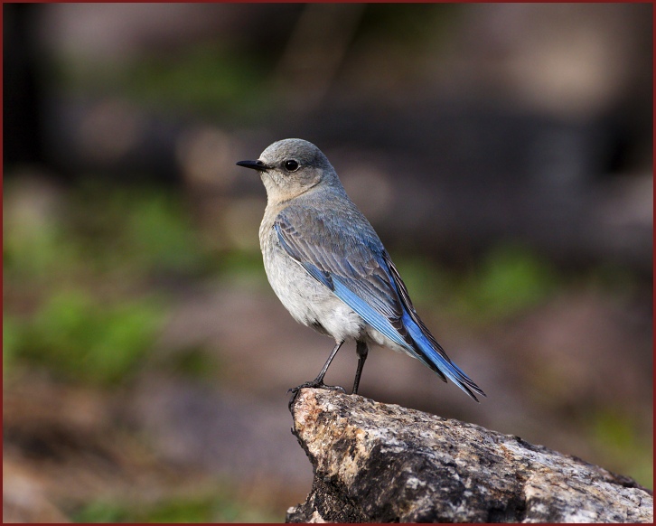 mountain bluebird