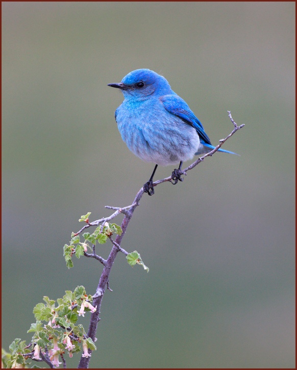 mountain bluebird