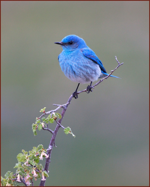 mountain bluebird