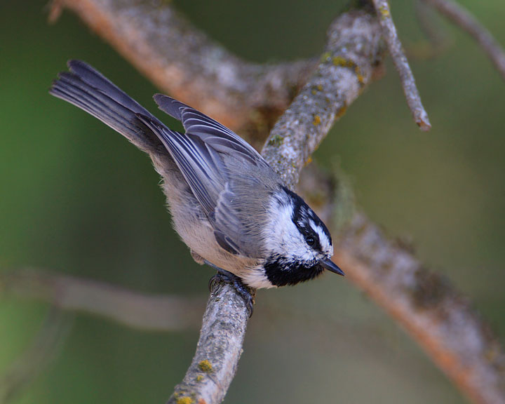 mountain chickadee