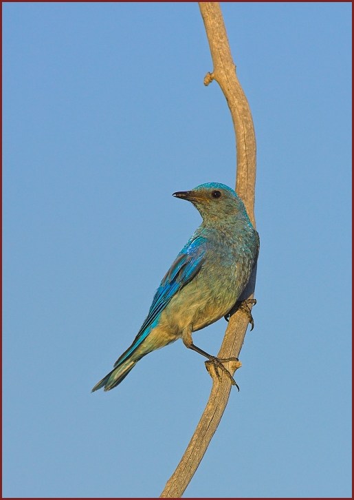 Mountain Bluebird