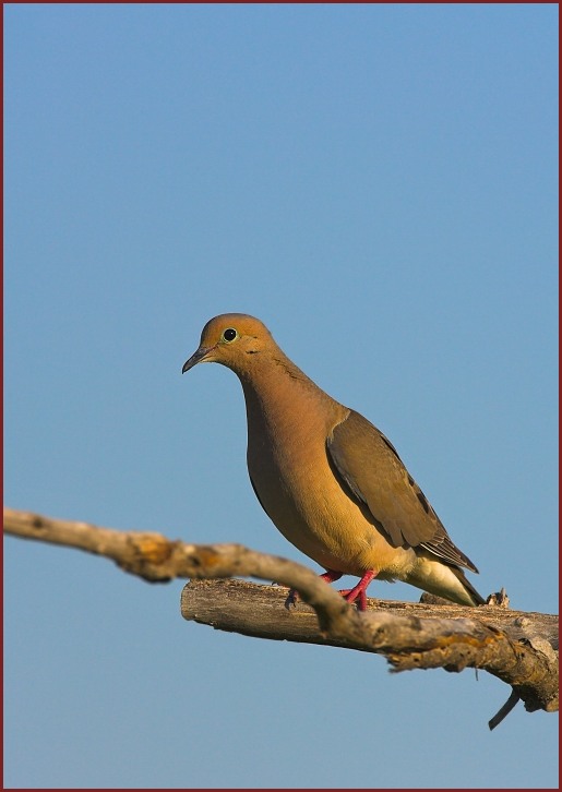 Mourning Dove