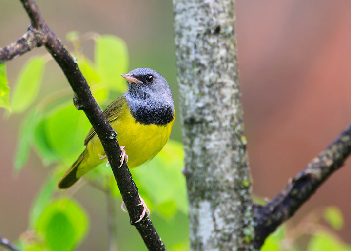 mourning warbler