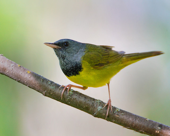 mourning warbler