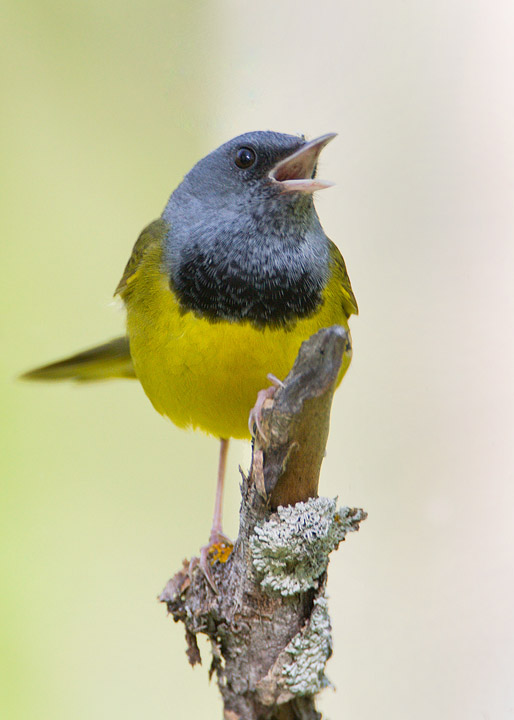 mourning warbler