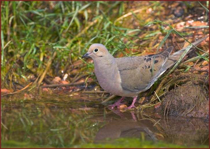 Mourning Dove