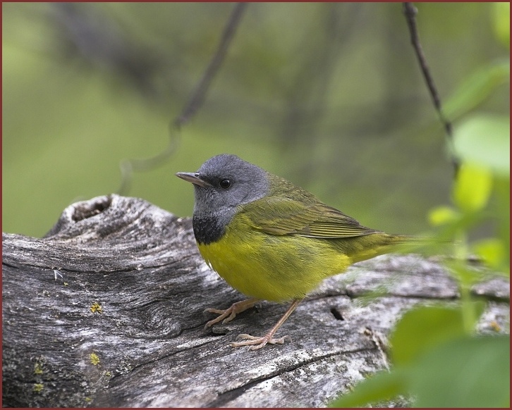 mourning warbler