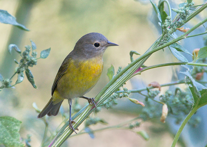 Nashville Warbler