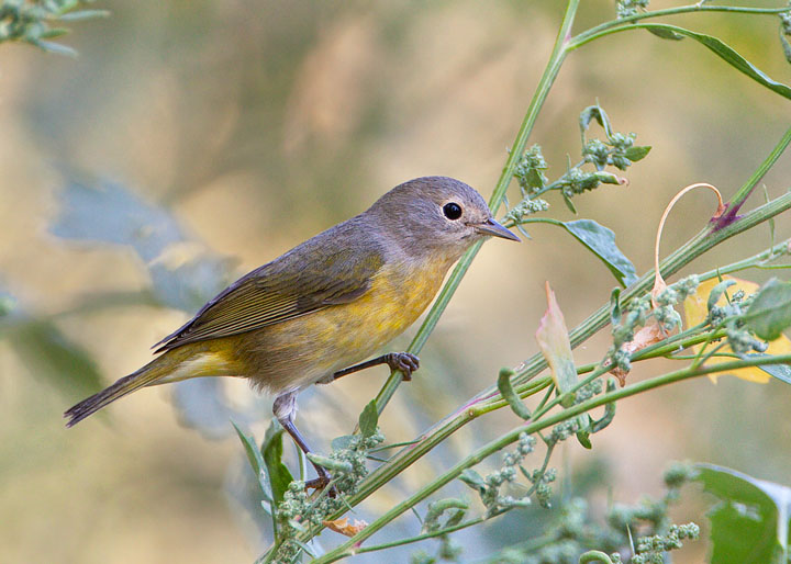 Nashville Warbler