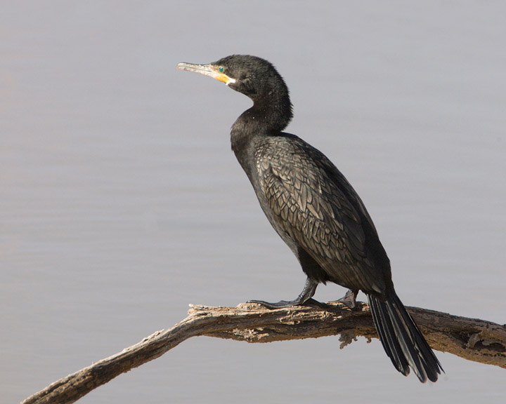 neotropic cormorant