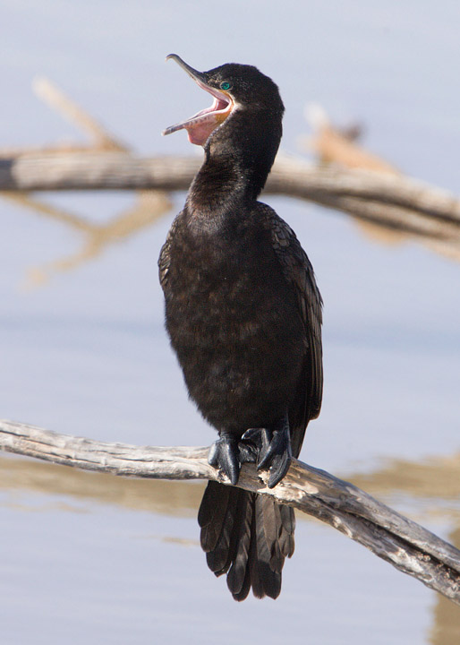 neotropic cormorant