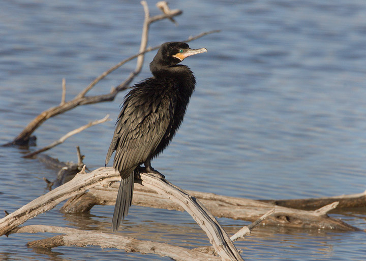 neotropic cormorant