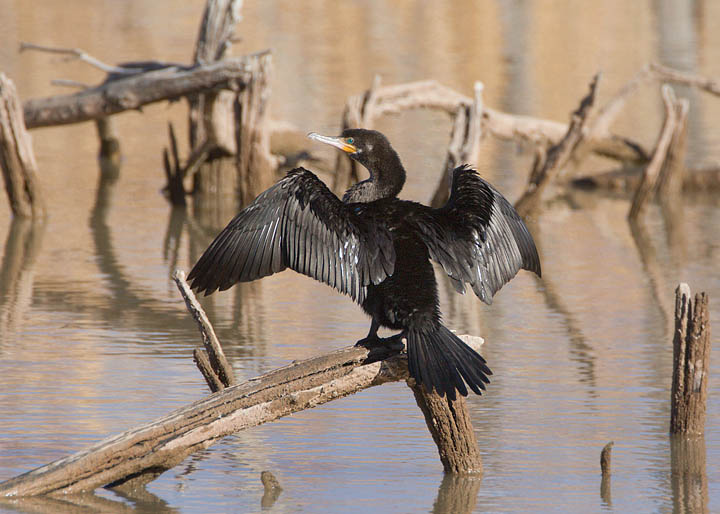 neotropic cormorant