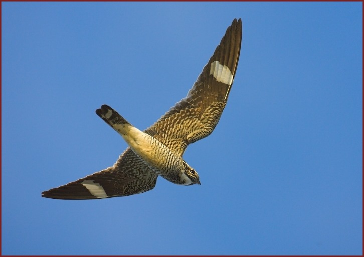 common nighthawk