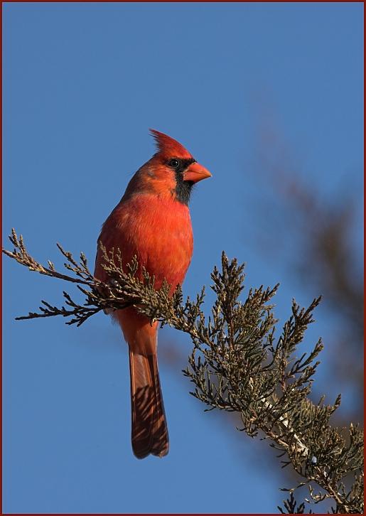 northern cardinal