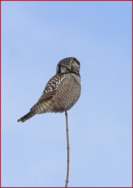 northern hawk owl