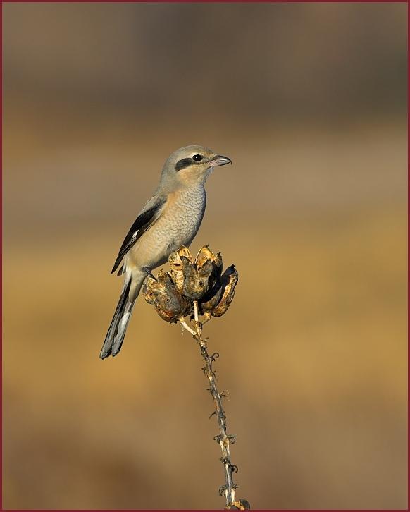 northern shrike