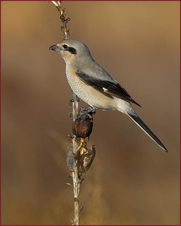 northern shrike