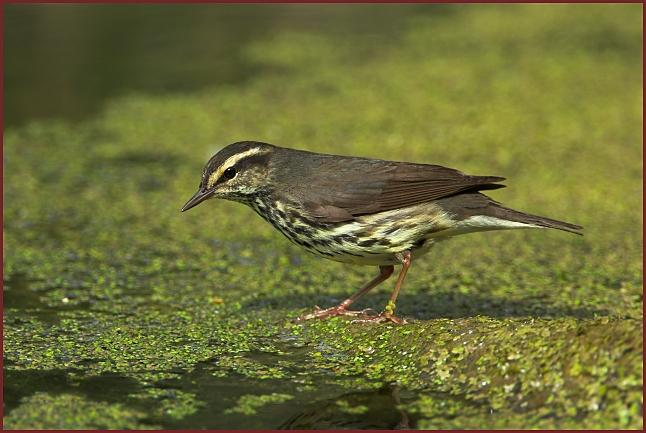 northern waterthrush