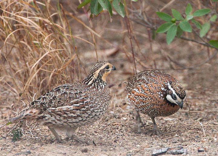 Northern Bobwhite